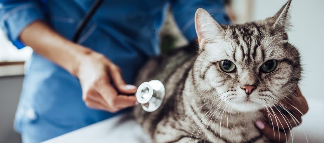 Cat being checked over by the vet