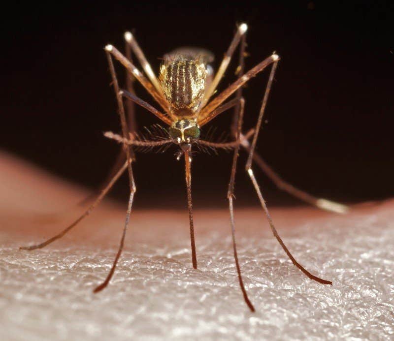 Mosquitoes suck blood and carry disease