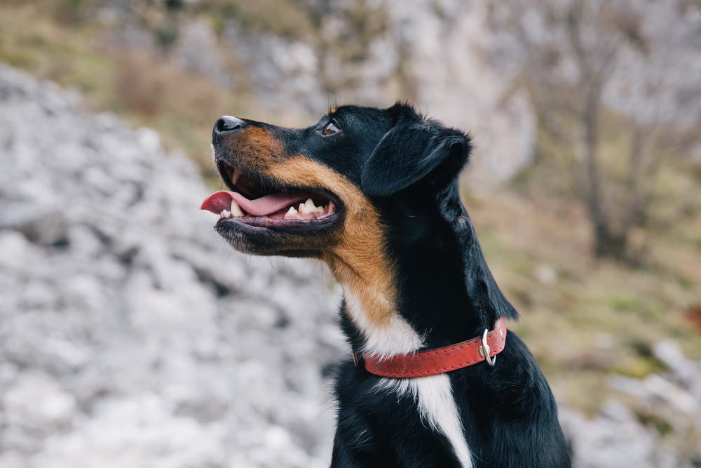 Close-up van vrolijke hond met een rode halsband 