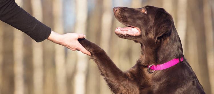 Dog shaking their owner’s hand.