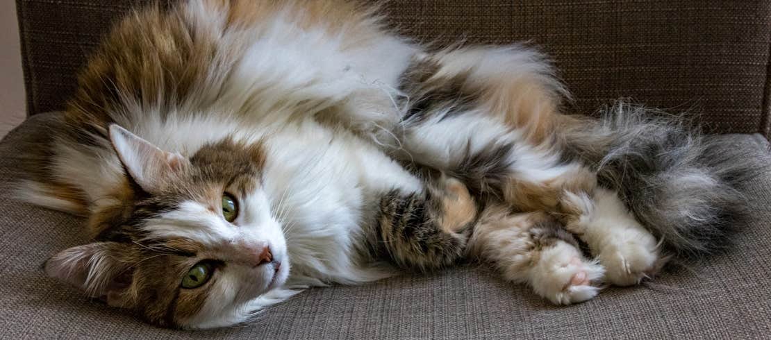 Long-hair calico cat resting on a couch.