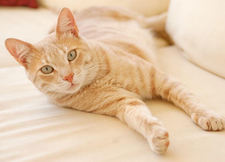 Gato malhado pálido em um sofá bege