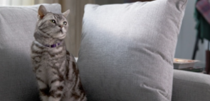 Chat sur le canapé
