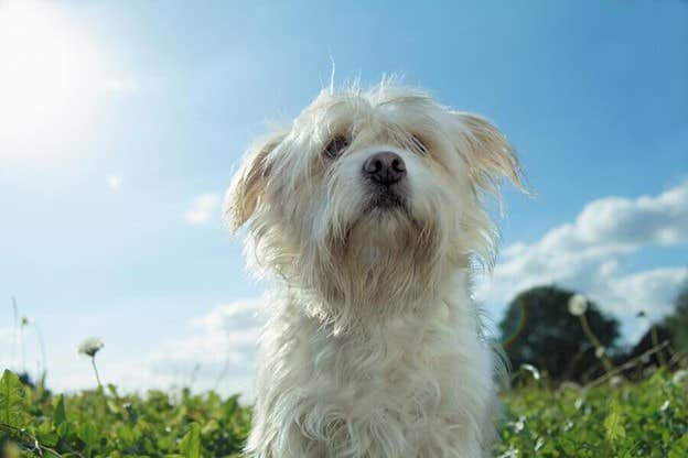 Собака 
