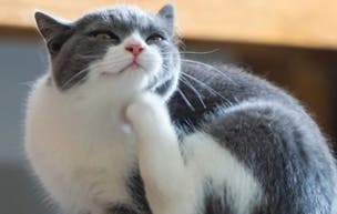 Cat scratching fleas