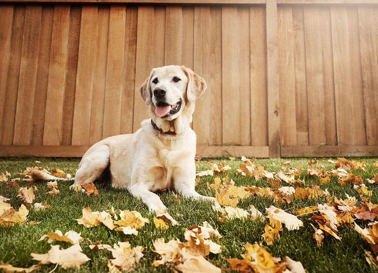 Dog sitting on grass where parasites could be lurking