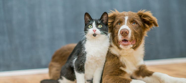 rävens dvärgbandmask hos hund och katt
