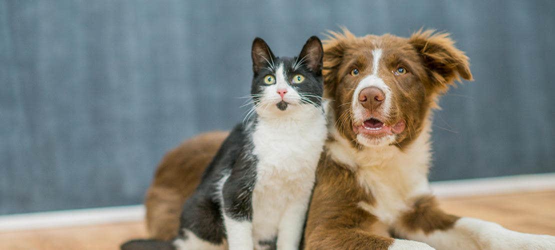 rävens dvärgbandmask hos hund och katt
