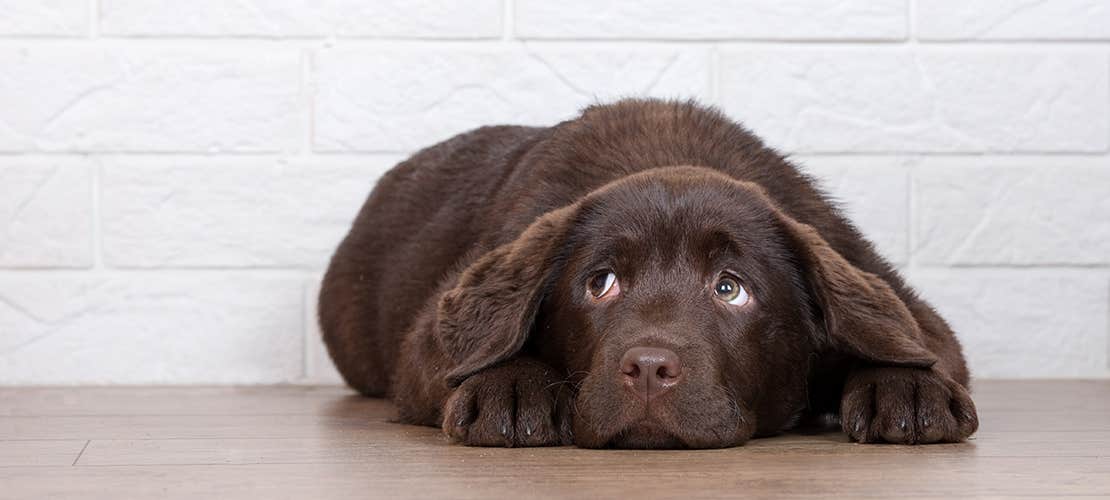 A brown setter mix with a guilty look.