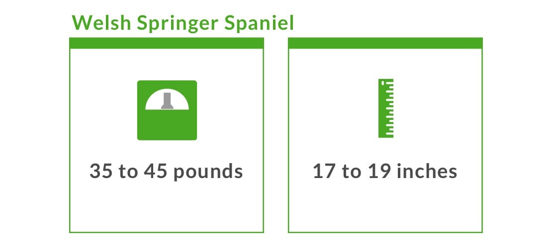 Welsh springer spaniels typically weigh between 35 and 45 pounds and can be 17 to 19 inches tall