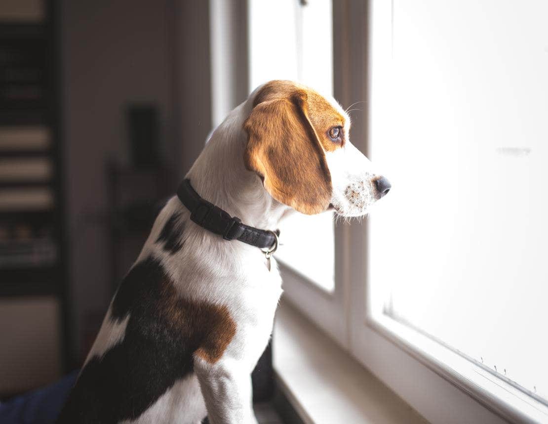 A dog looking out the window and missing his owner