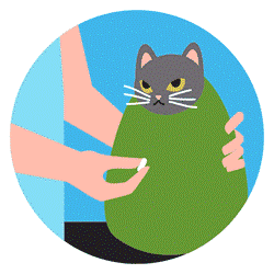 Step 1: An annoyed grey cat wrapped in blanket preparing to take a pill.
