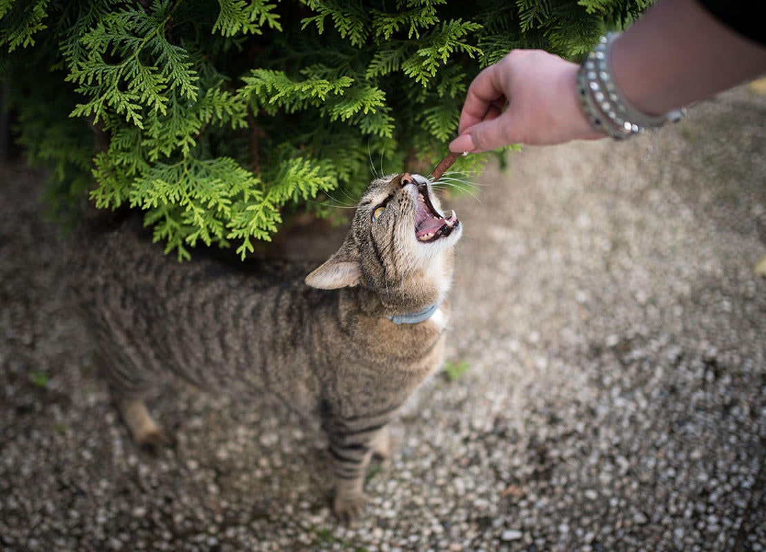 Gato en el jardín recibiendo un bocadillo de su propietario