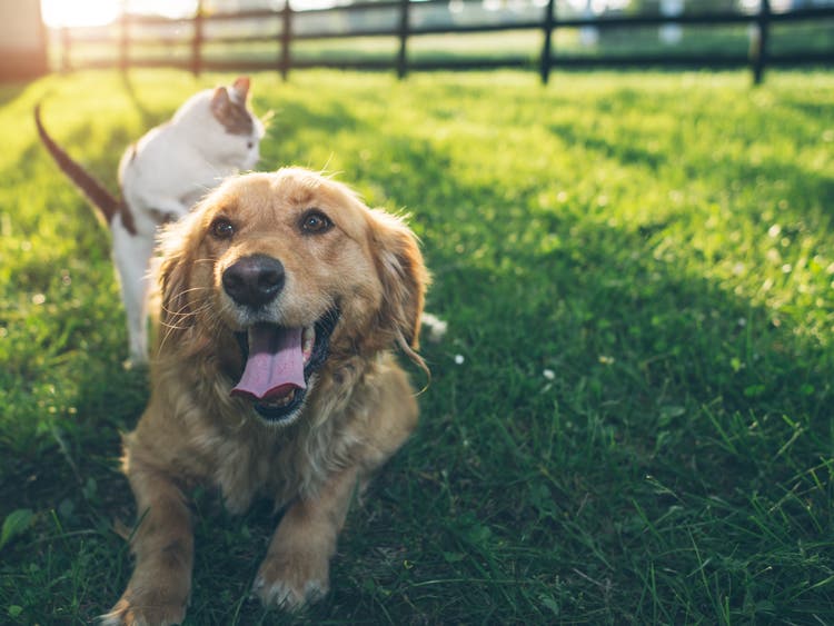 Cat and dog outdoors