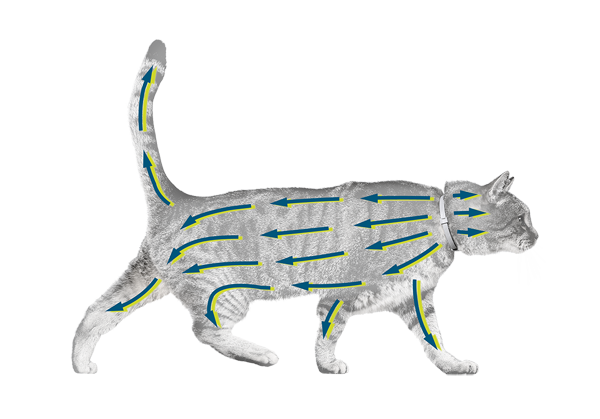 Grafik Katze mit Seresto-Halsband gegen Zecken und Flöhe – geschützt vor Flöhen und Zecken. 