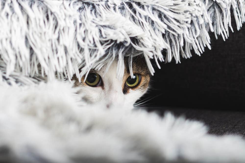 Kat verstopt zich onder een deken 