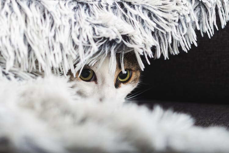 Kat verstopt zich onder een deken 