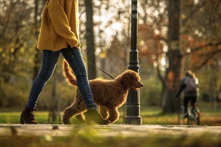 vrouw wandelt met hond