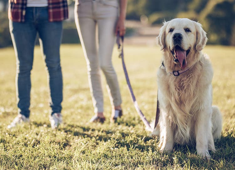 Família com um cão na coleira num gramado