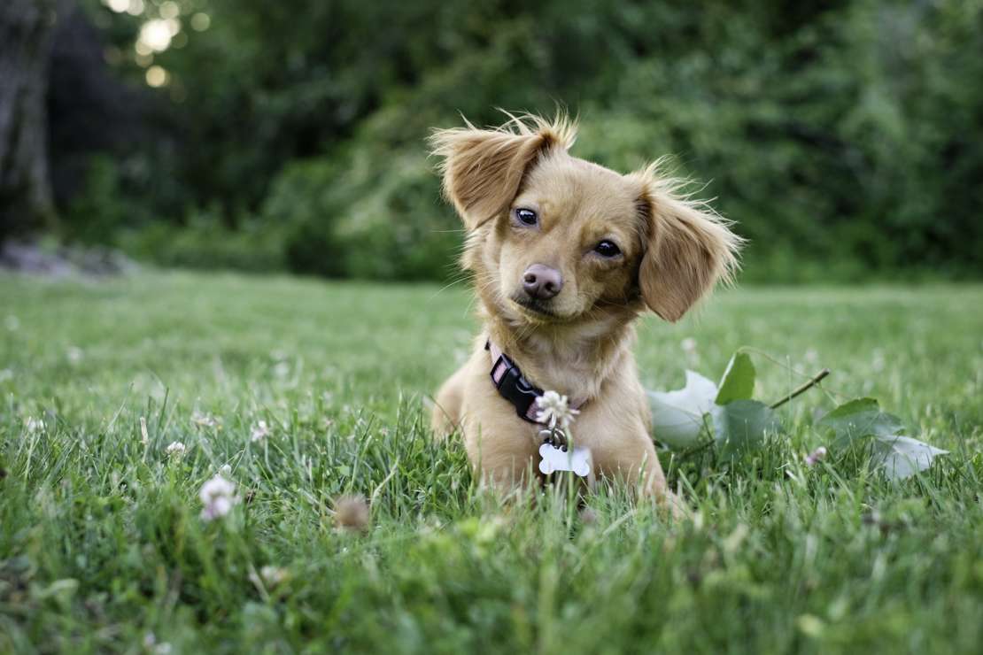 Cute brown puppy lies on grass