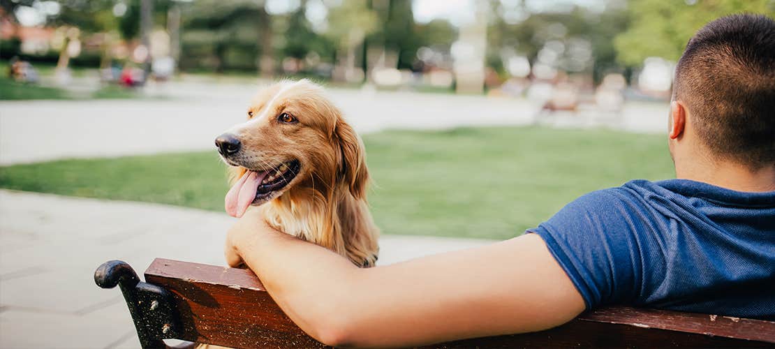 Golden retriever hund sidder på bænk i park med ejers arm om sig