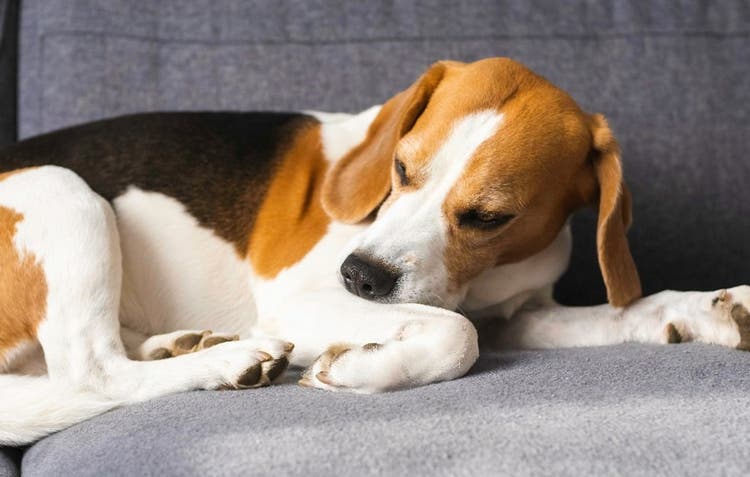 Hunde kan reagere på allergener i miljøet såsom husstøvmider eller pollen