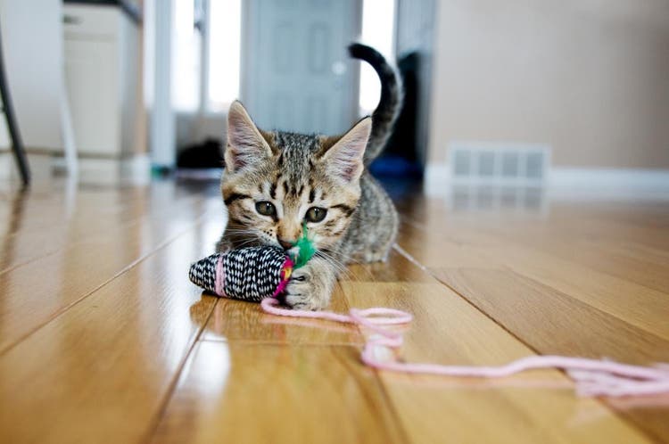 A kitten playing with a cat toy on a string