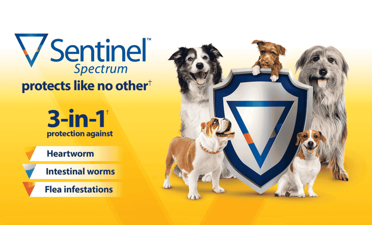 An image showing the Sentinel shield protecting the dogs around it.