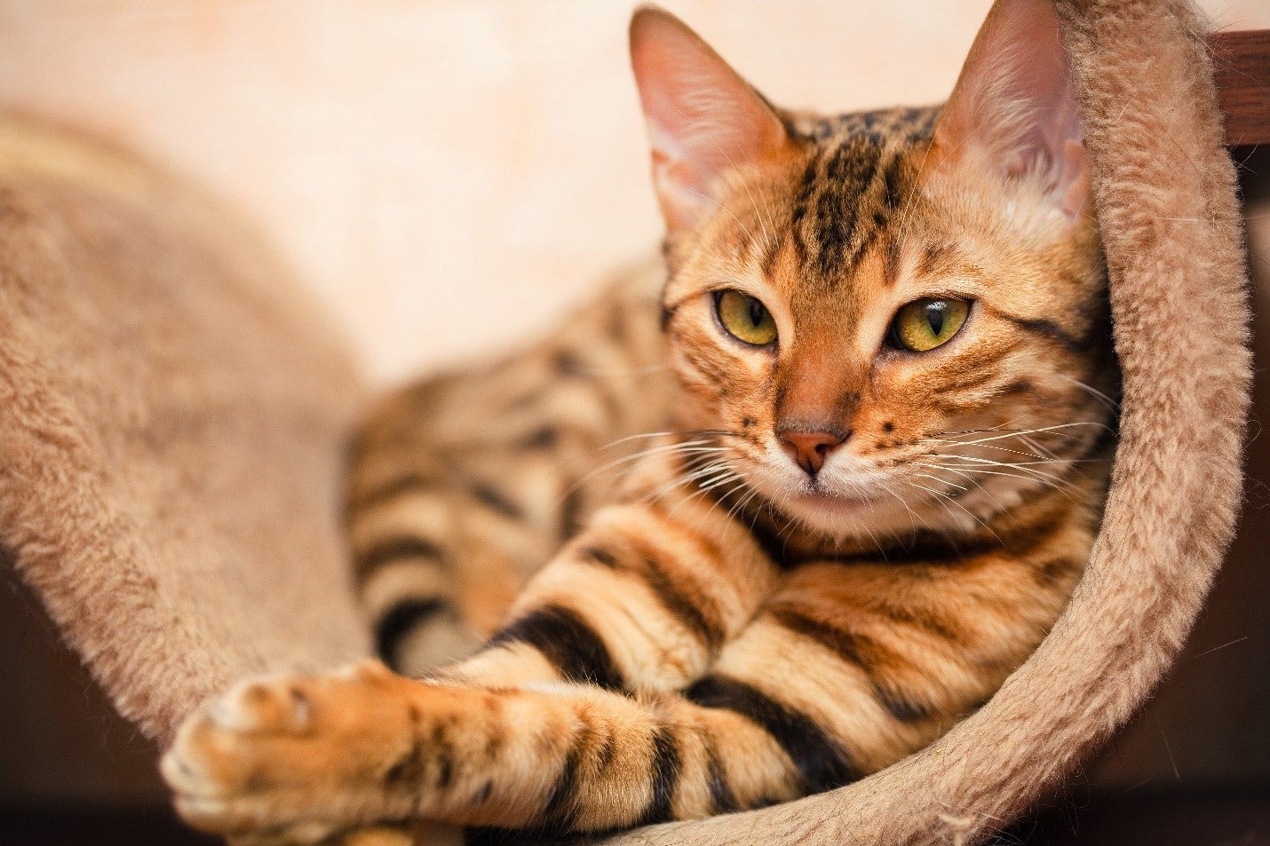 Вушний кліщ – поширена хвороба котів