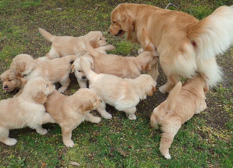 Madre golden retriever juega con sus cachorros