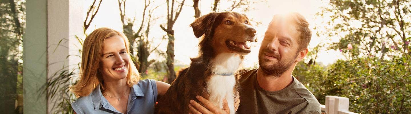 Reading your dogs body language