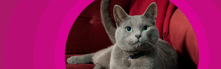 エルーラ 猫用 15ml エルーラの通販 | Ci Vet | Ciモール