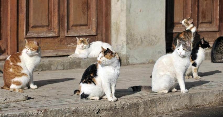 BIENESTAR ANIMAL DE LOS GATOS EN LIBERTAD