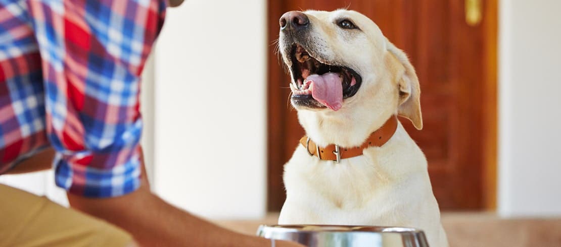 A happy Labrador waiting for its food.