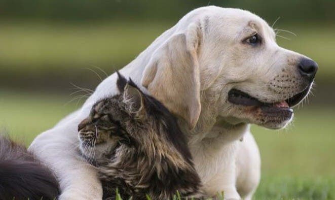 Cat and dog looking in different directions
