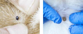 an-engorged-tick-feeding-on-a-dog-and-a-cat