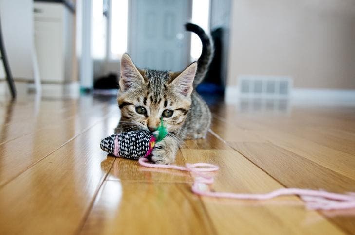 Simpático gatito jugando con una bola de estambre