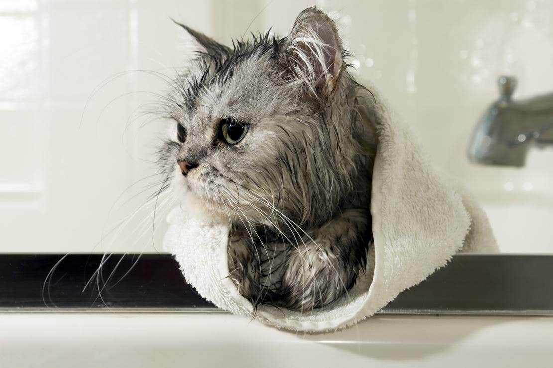 Gatto avvolto in un asciugamano dopo il bagnetto