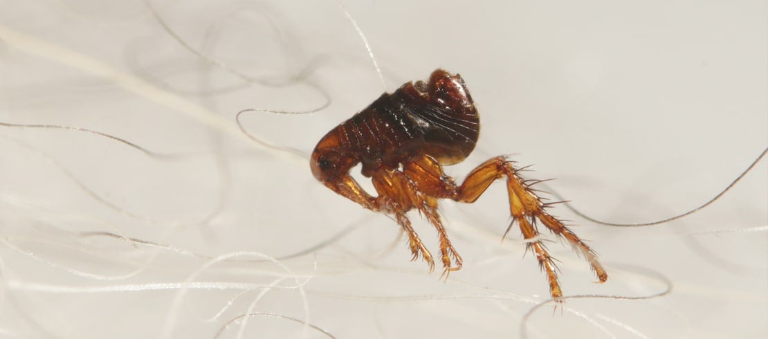 Picture of a flea under a microscope