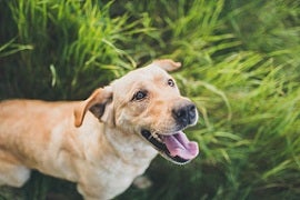 Labrador feliz y sonriente entre el pasto