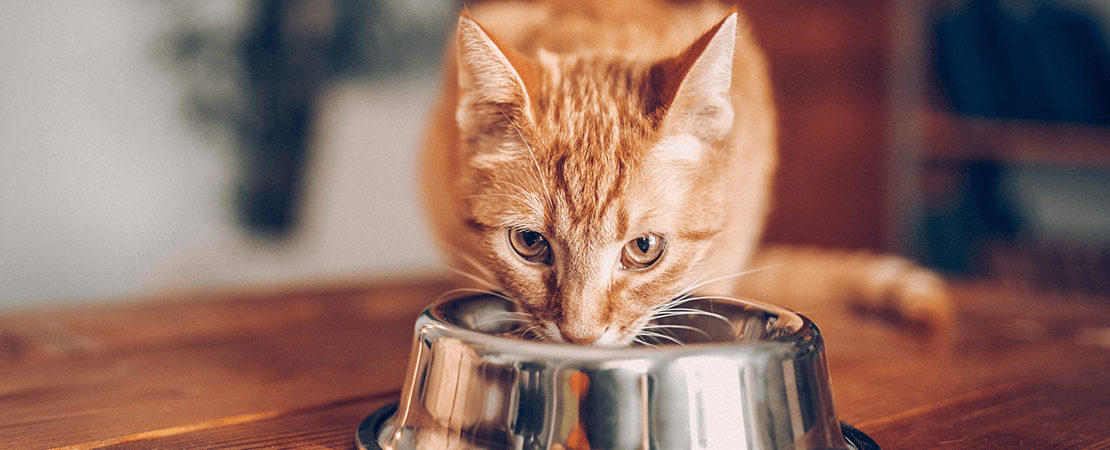 Orange tabby cat eating from a bowl 