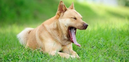 Yawning dog lying in grass field