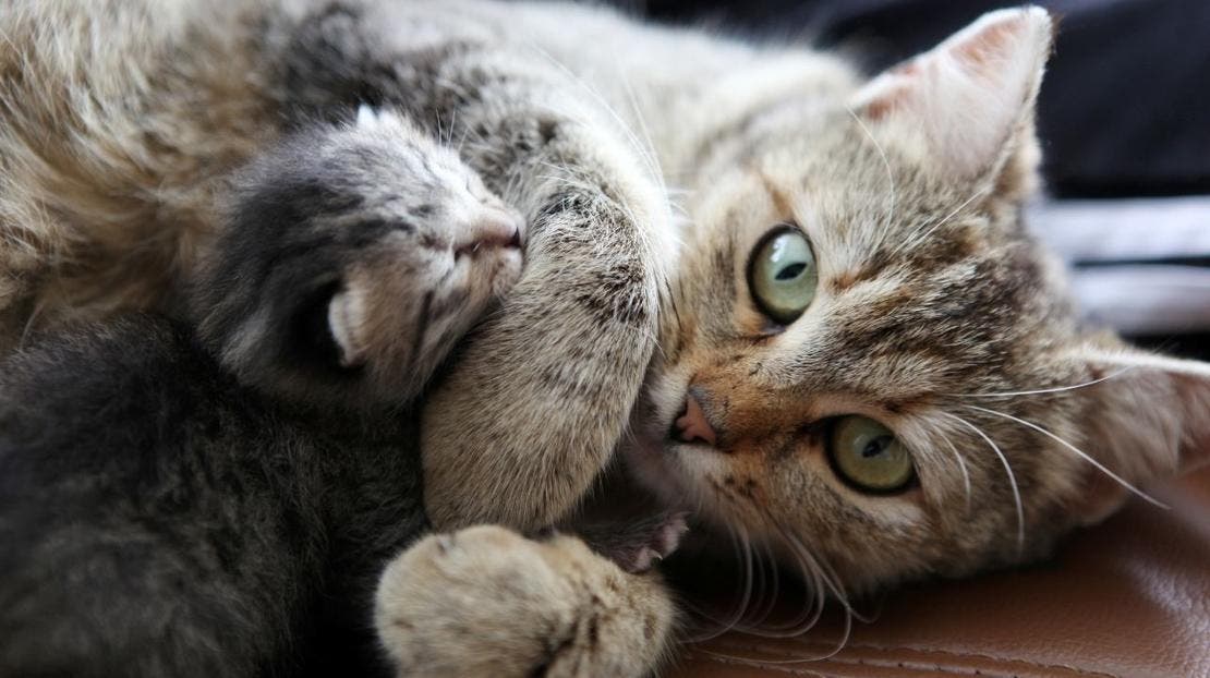 kocia mama i mały kotek