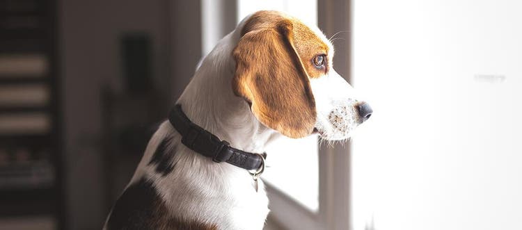 Cachorro triste olhando pela janela após separação