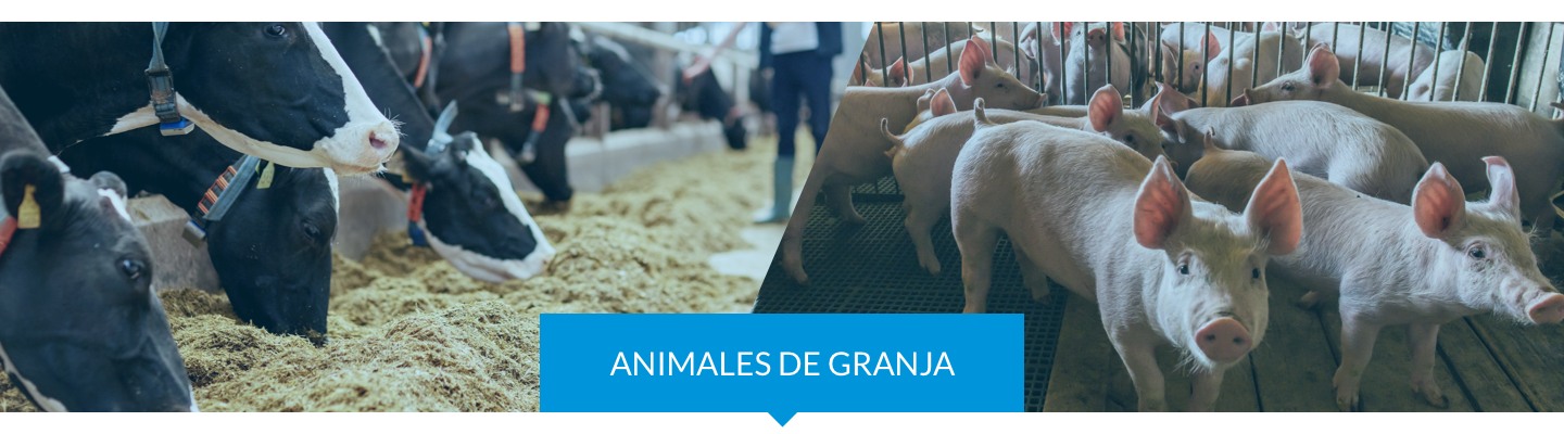 Animales granja