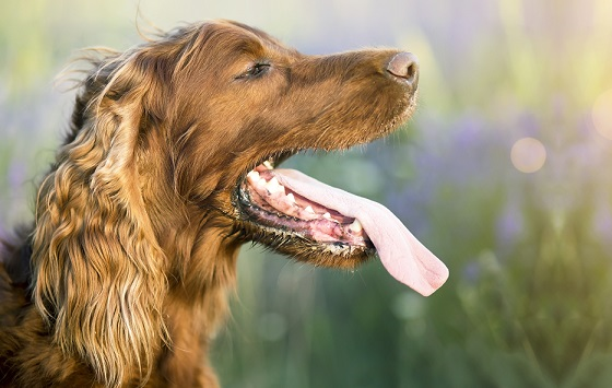 Irsk setter hund ånder puster og savler i varmen