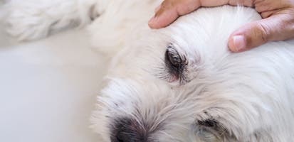 owner-petting-bichon-frise-in-pain-lying-on-floor_0