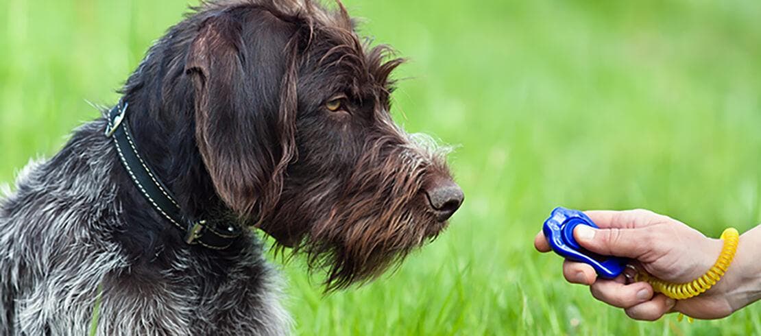 Clicker training is a great way to teach your dog new commands and