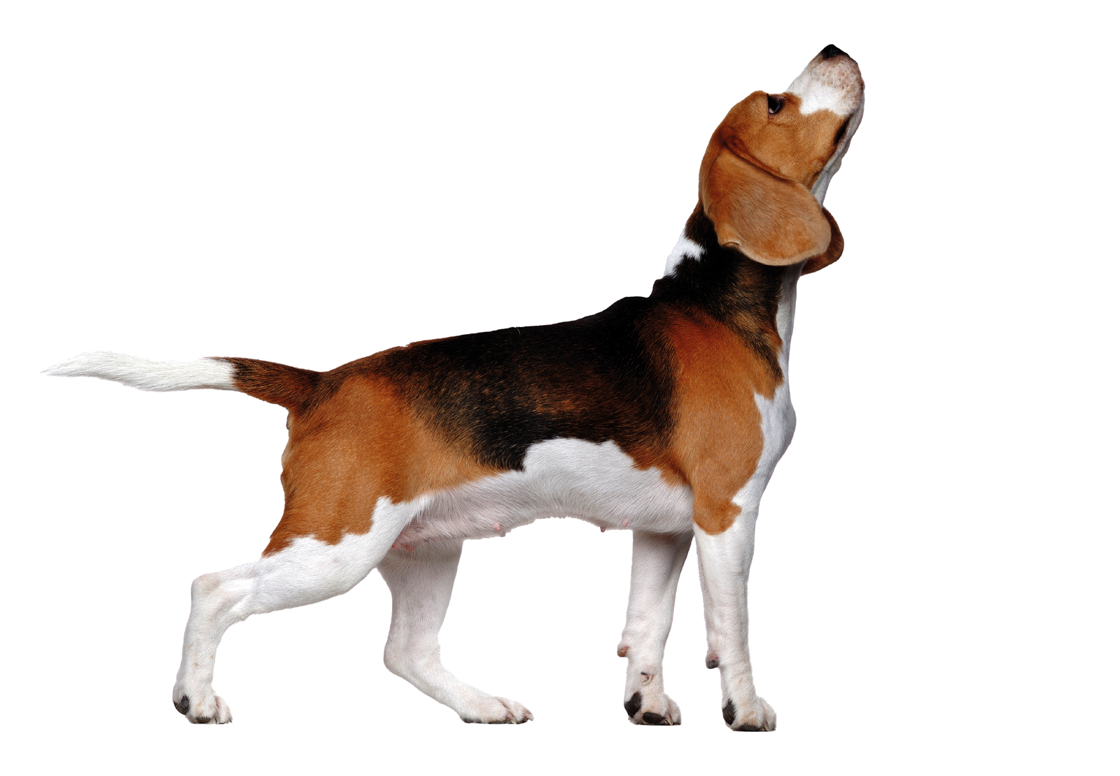 Cachorro da raça Beagle em pé, de perfil, com o focinho voltado para cima, com um grande círculo branco central atrás dele.