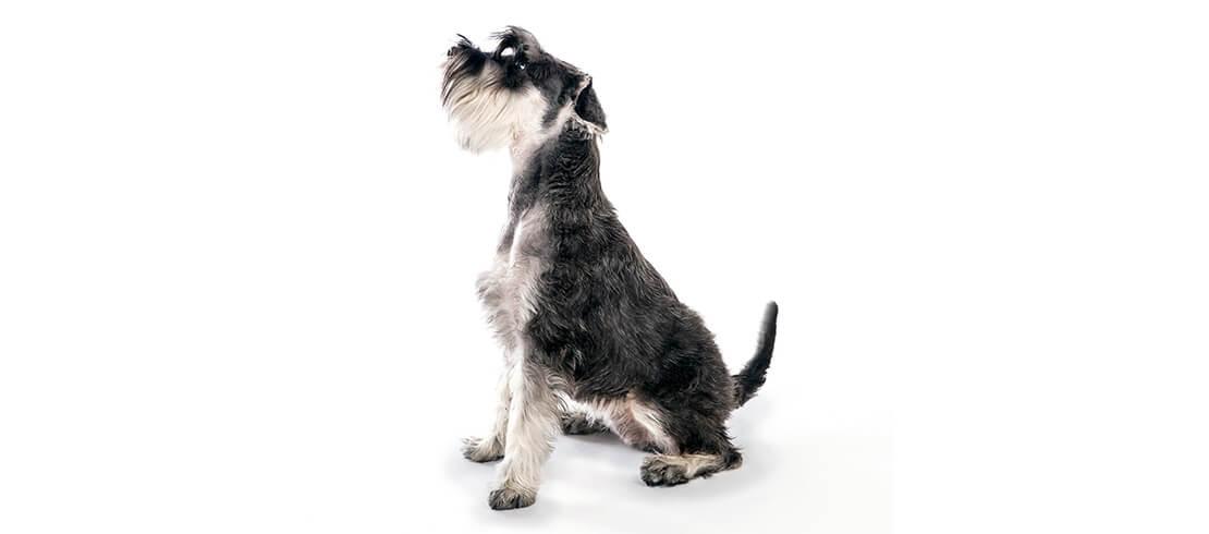 Les schnauzers nains sont parfaits pour les personnes allergiques avec une famille